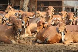 Gau Seva